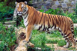 panthera_tigris_tigris.jpg